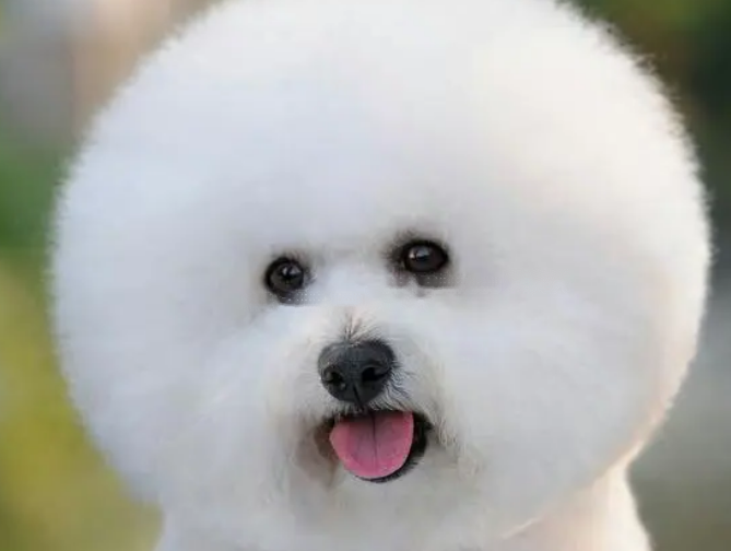 Bichon Bichon