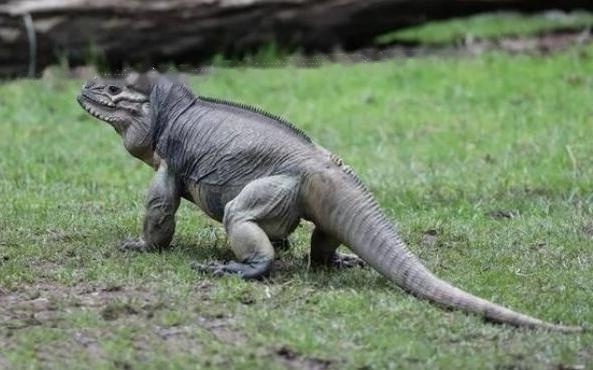 Rhino