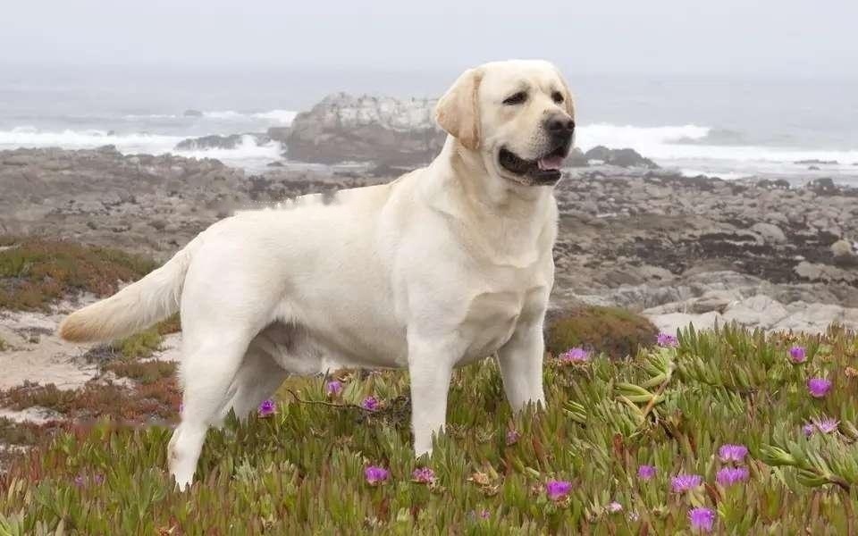 Labrador