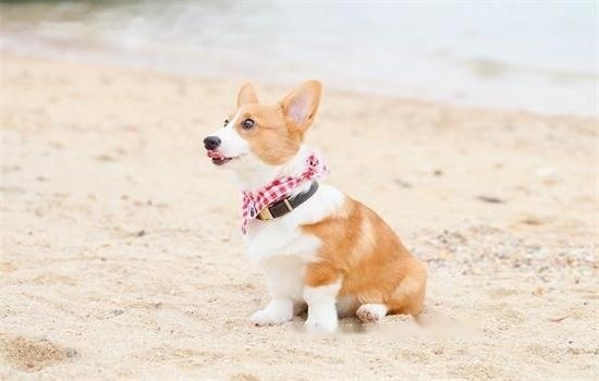 Corgi