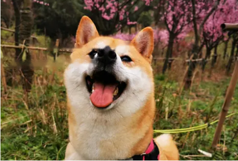 The
