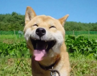 The Shiba