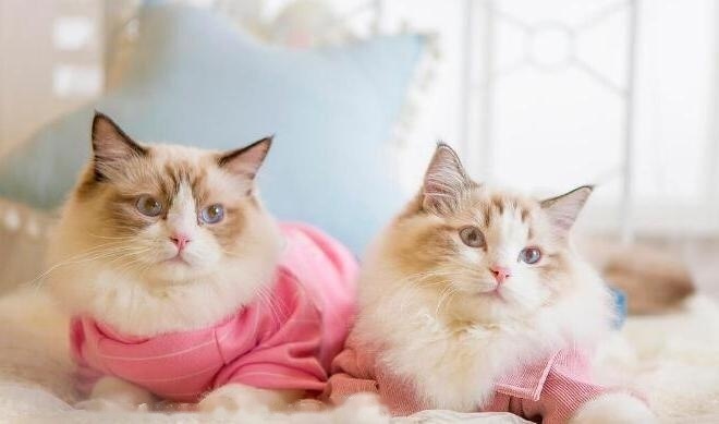 The Cats