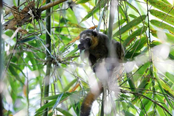 Lemurs Golden