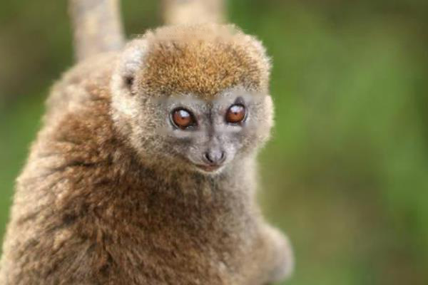 Lemurs Golden