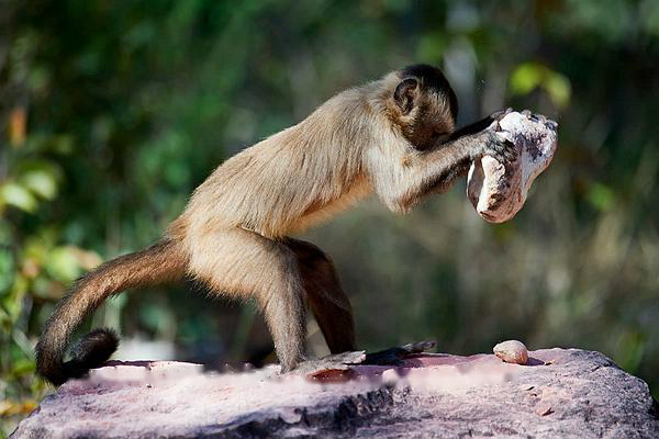Capuchin