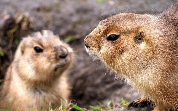 【Groundhog