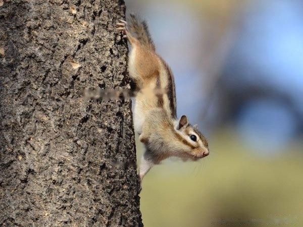 [chipmunk]