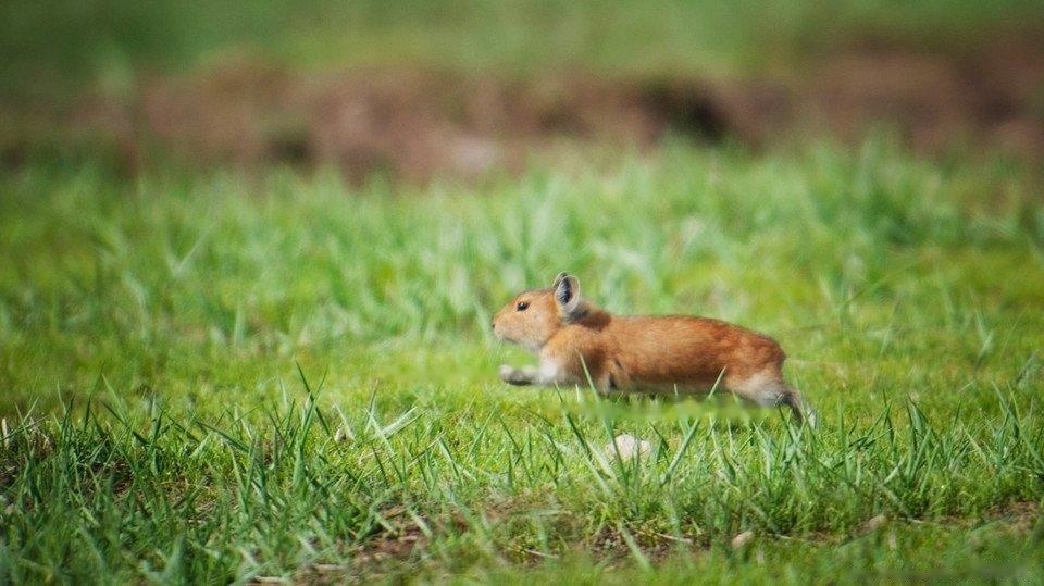 [Pika