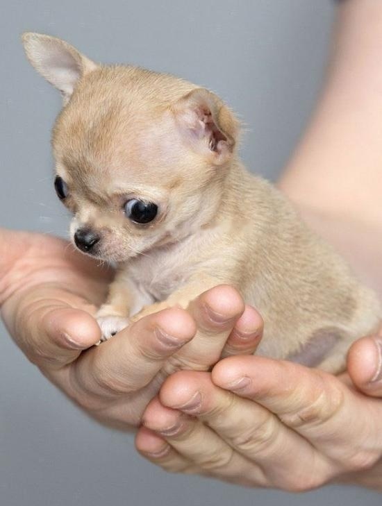 [Chihuahua