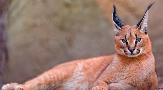 Caracal