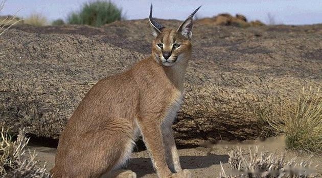 Caracal