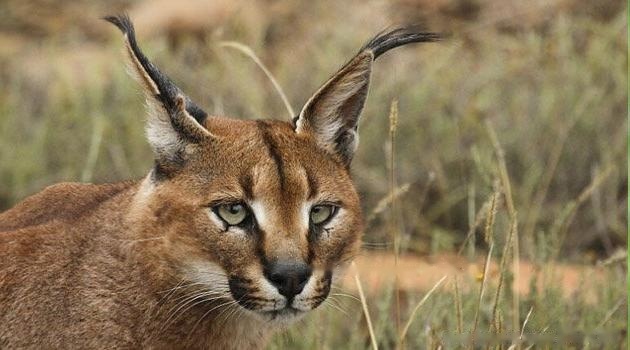 Caracal