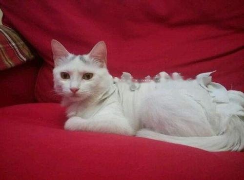 cat1