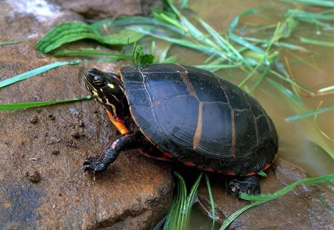 Physical Characteristics