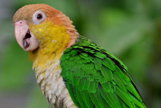 Characteristics White-bellied