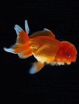 Details of Goldfish Details of goldfish