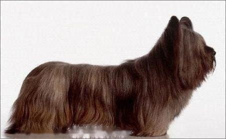 Skye Terrier