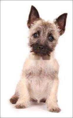 Compendium of Pets: Details of Soft Wheat Terrier