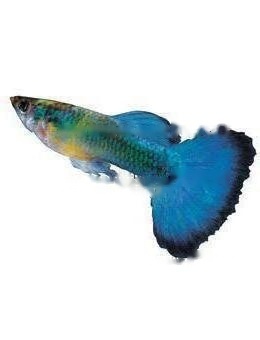 Guppy Guppy