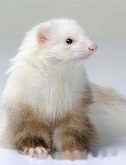 pet mink