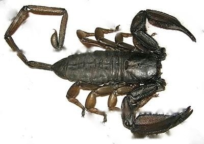 South African flat stone scorpion